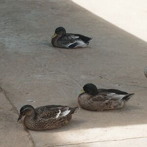 Meet your Posher, Thanh